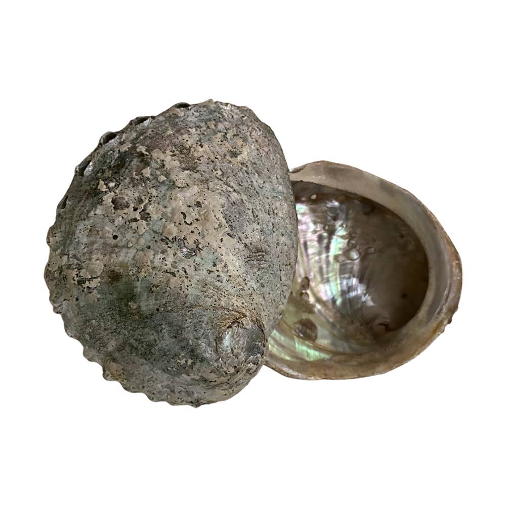 Abalone Shell